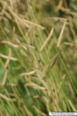 Bouteloua gracilis native grass Range Watershed Wildlife Habitat Improvement Sod bunchgrass