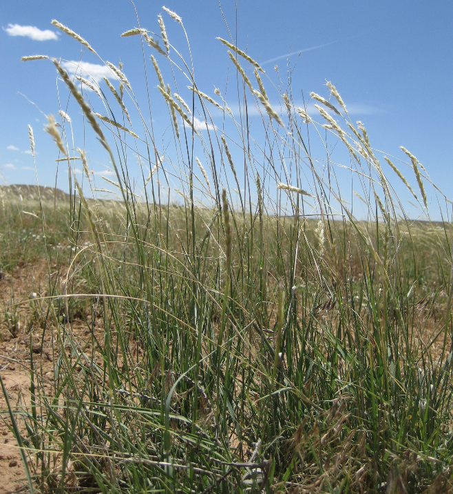 Thumbnail: Galleta Grass Pleuraphis jamesii grows in desert areas arid regions grows in most soils southwest