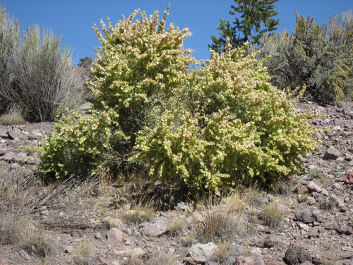 Fourwing Saltbush | Wildland Seed Co.