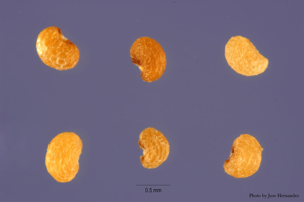 Thumbnail: attract pollinators red flower with black center wiry scarlet forb