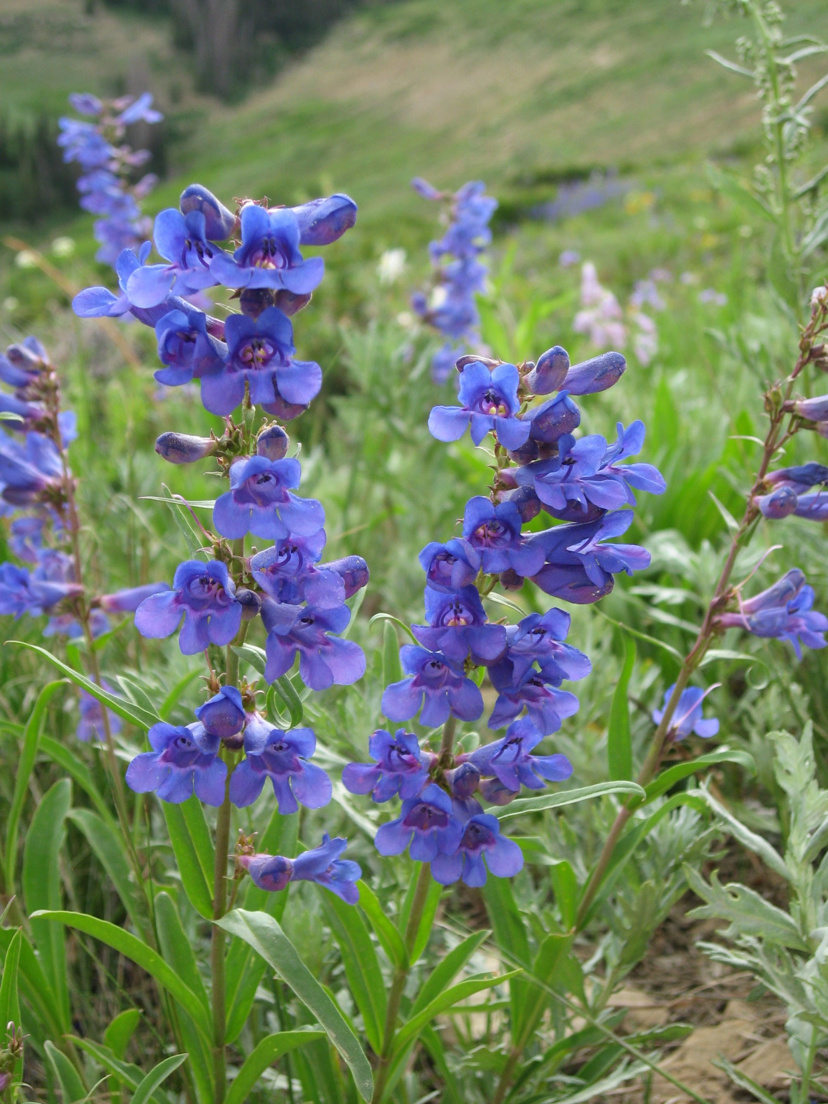 Blue Mountain Penstemon Seeds
