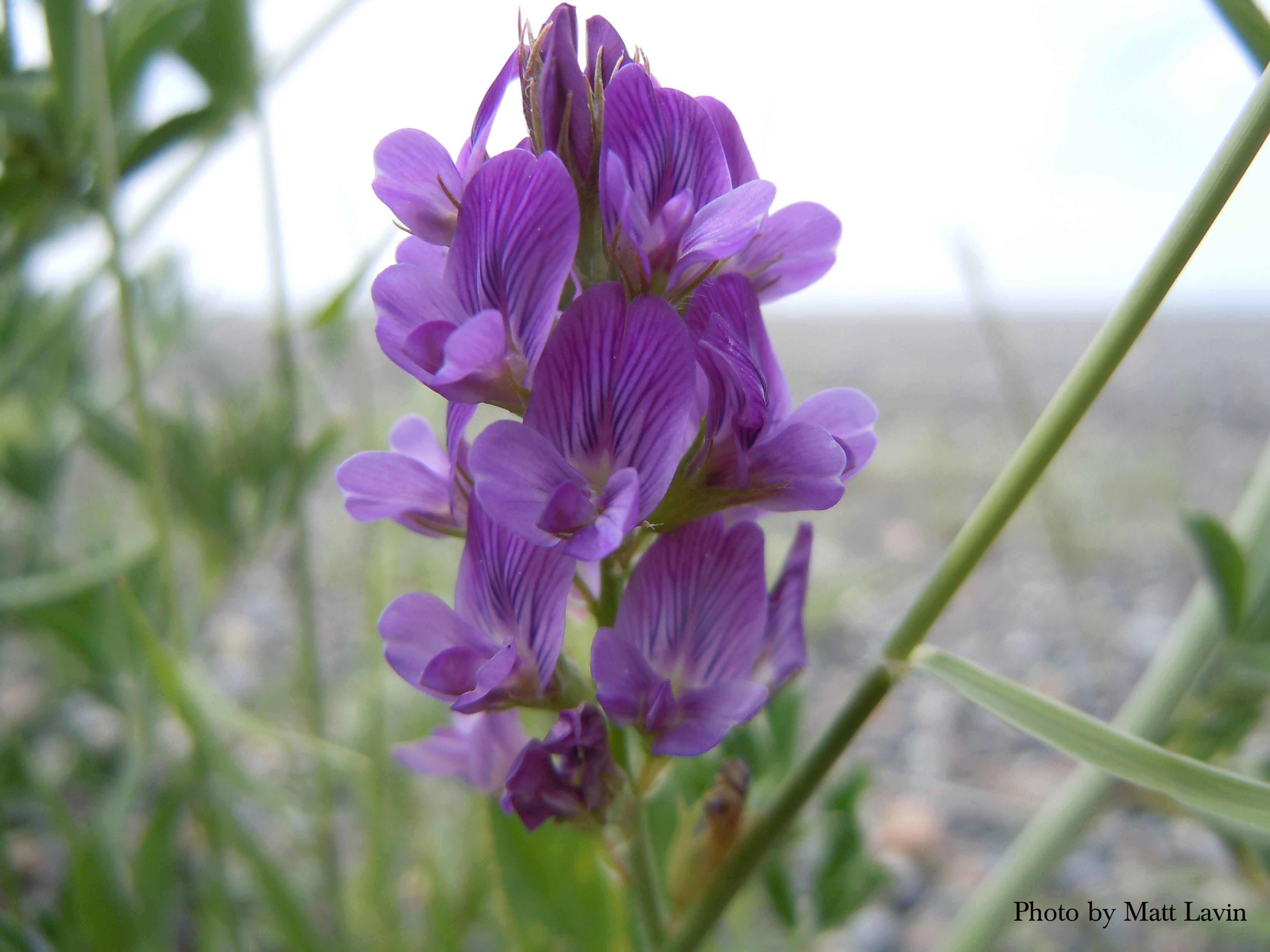 Medicago sativa drought tolerant winterhardy and persistent Range mixes