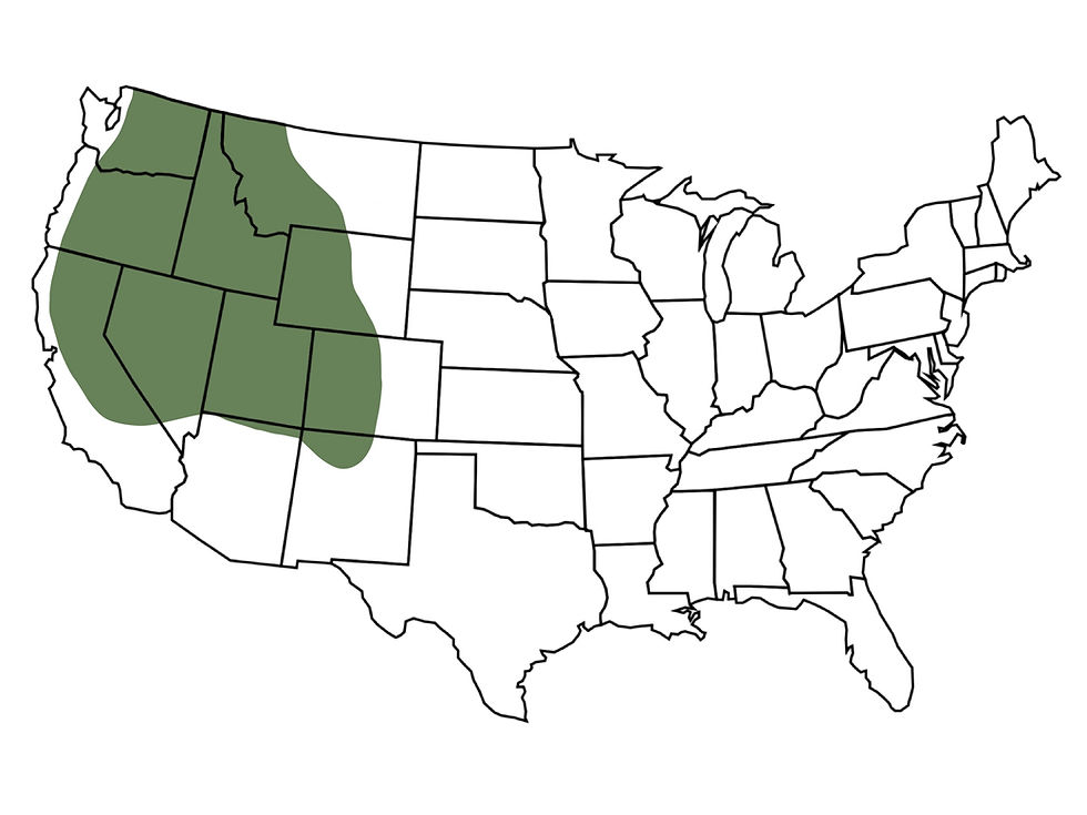 Thumbnail: Tapertip Hawksbeard map Crepis acuminata woody forb for arid desert regions drought tolerant