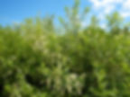 Thumbnail: Black Chokecherry