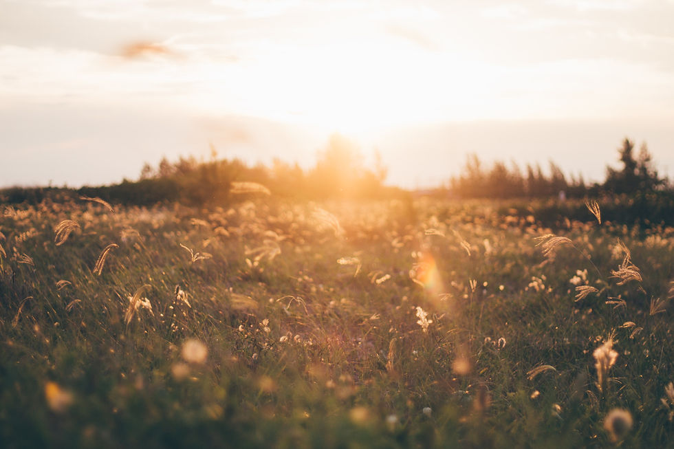 Grass meadow.jpg
