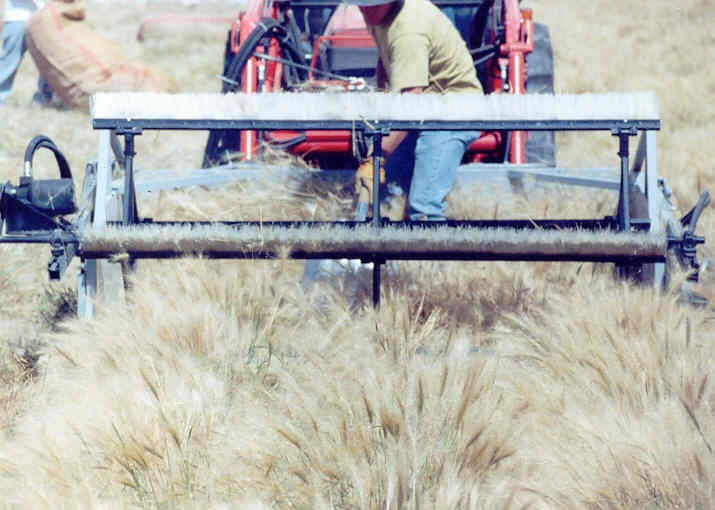 Thumbnail: tractor harvesting bottlebrush squirreltail old photo extremely drought tolerant low water needs