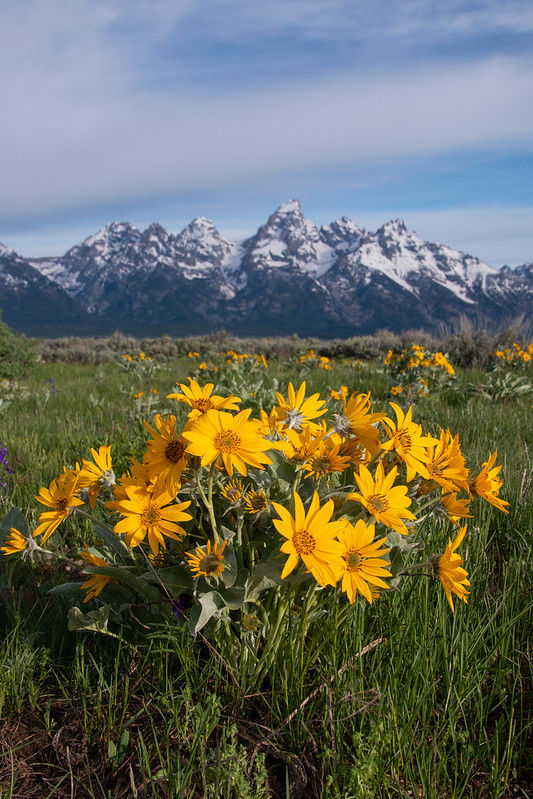 Thumbnail: Arrowleaf Balsamroot Seeds