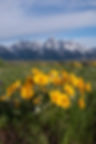 Thumbnail: Arrowleaf Balsamroot Seeds