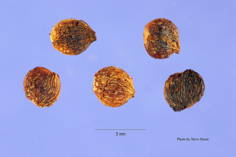 Thumbnail: Oakbrush Sumac seeds skunkbrush Rhus trilobata Wildlife habitat improvement Native landscaping