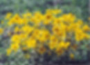 Showy Goldeneye wildlfowers for rehabilitation projects native species Beautification projects