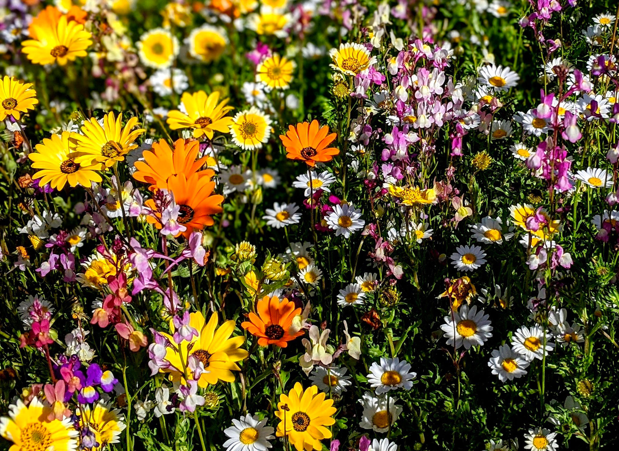 Low Growing Wildflower Seed Mix