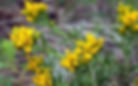 Thumbnail: Douglas Rabbitbrush