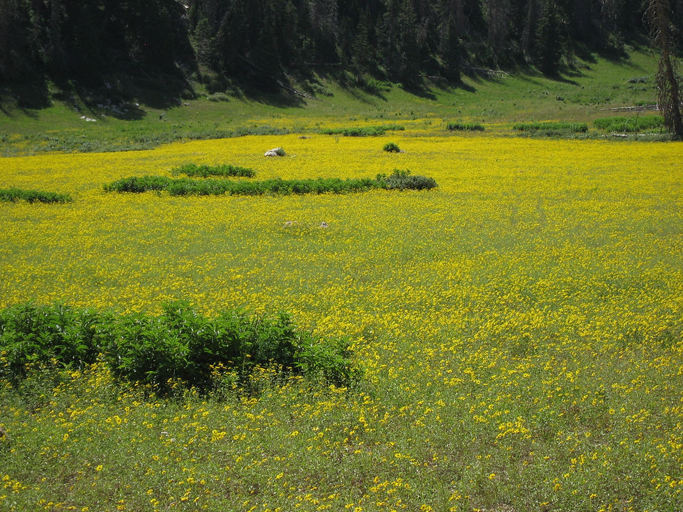 Thumbnail: Heliomeris multiflora wildflowers for xeriscape landscape Wildlife habitat improvement yellow flowers