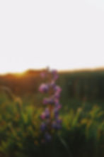 Thumbnail: Silvery Lupine