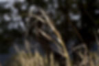 Thumbnail: Needle and Threadgrass Seeds