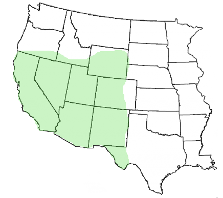 Thumbnail: Cercocarpus montanus map of True Mountain Mahogany woody shrub
