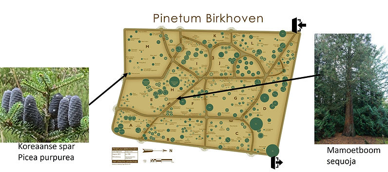 pinetum.jpg