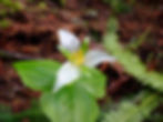 Past Event: Tiger Mountain Legacy Forest Plant Walk with WNPS
