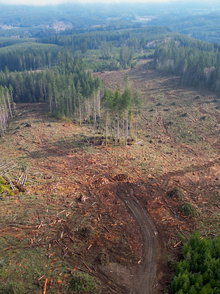 action-item-post-logging-Joshua-Wright