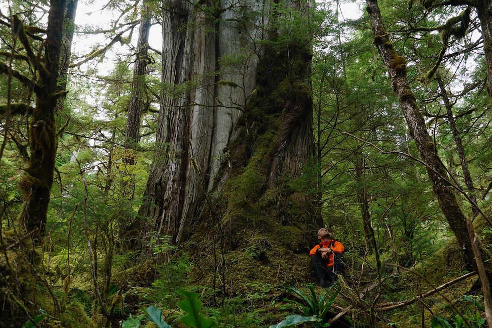 Ancient Forest Fund: Overview and Q&A