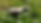 Garden Mushroom Resized.jpg
