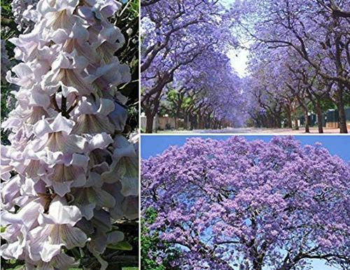 Paulownia tomentosa posee en sus componentes sustancias antivirales contra SARS-COv