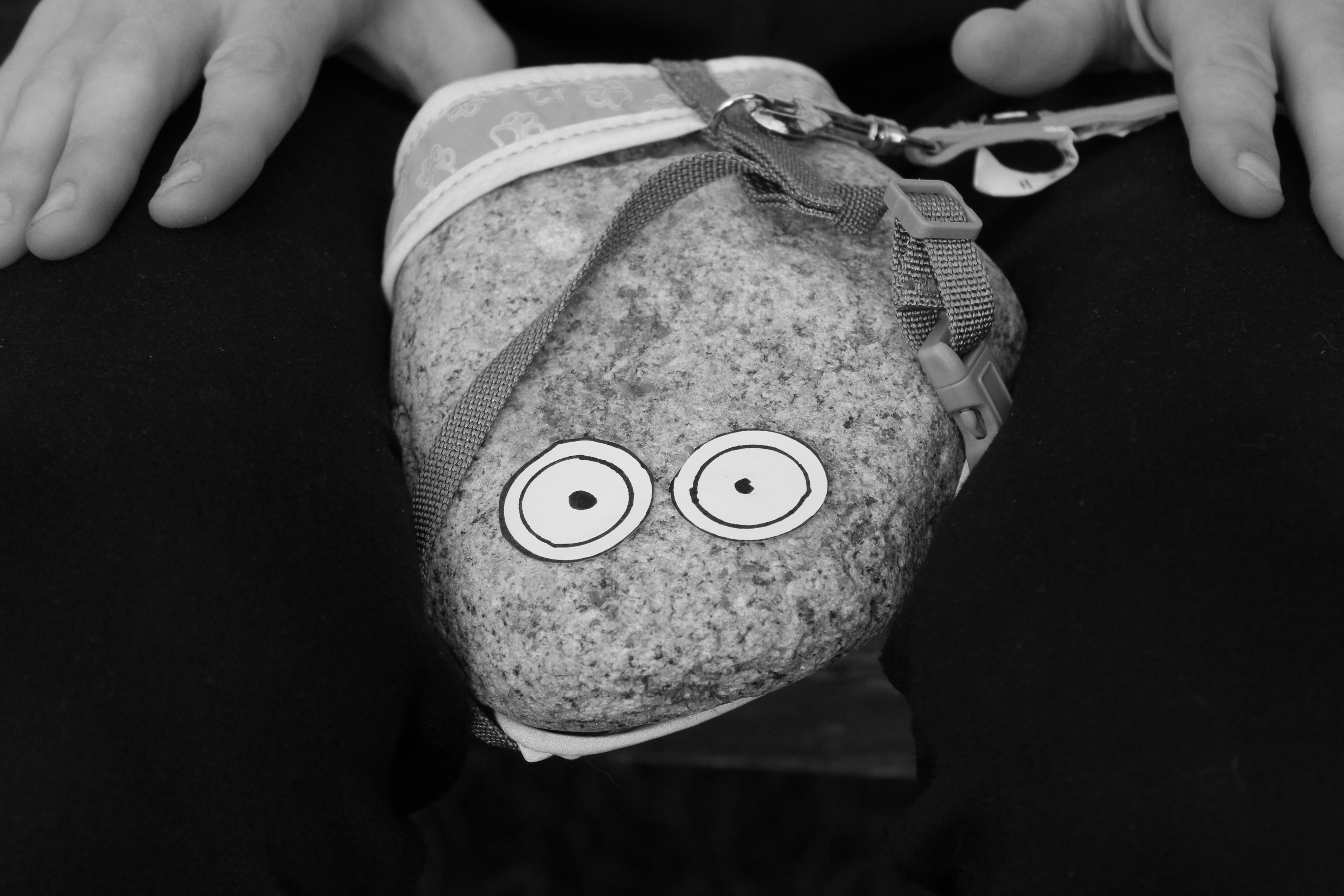 Pet Rocks for sale