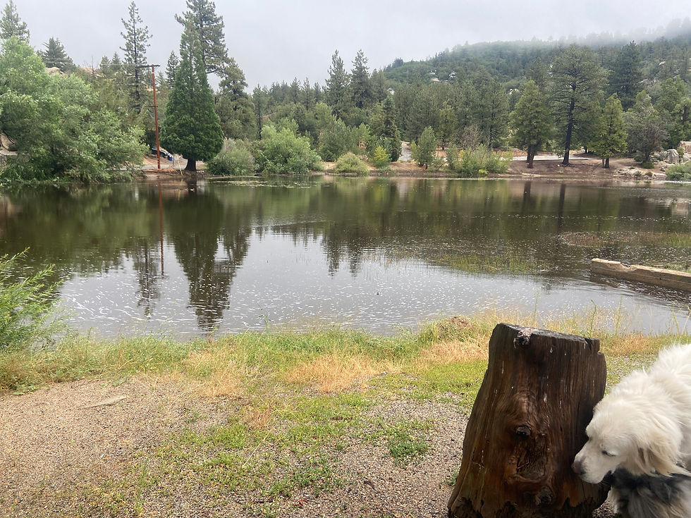 How Often Should Mountain Dogs Be Groomed? A Guide for Arrowbear, Running Springs & Big Bear Pet Parents