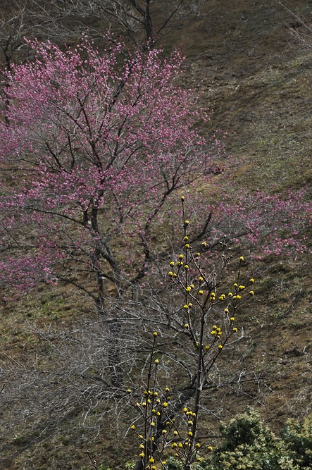 s2012 03 22 056.jpg
