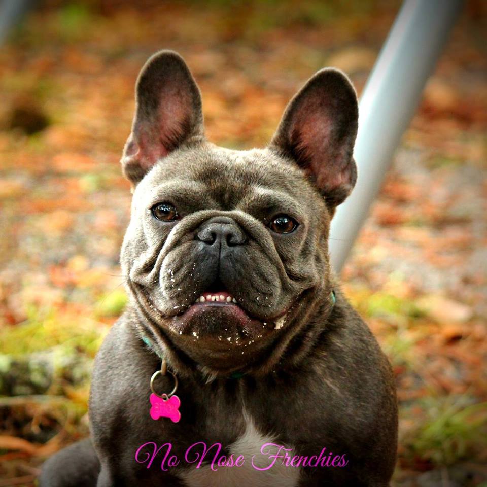 red labs for sale near me