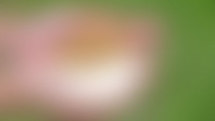Your Everyday Rice and Roti May Be Losing Nutrition, Experts Warn