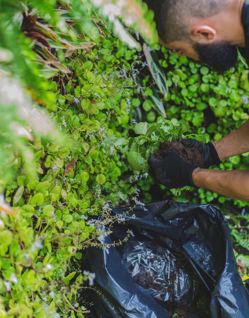 manutenção para plantas em escritório