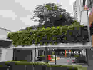 Paisagismo na Educação - Design Biofilico