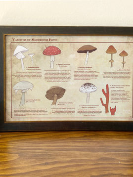 murderous fungi1.jpg