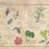 Thumbnail: Feminine Apothecary // Botanical Illustration Print // Feminist Art // Midwifery