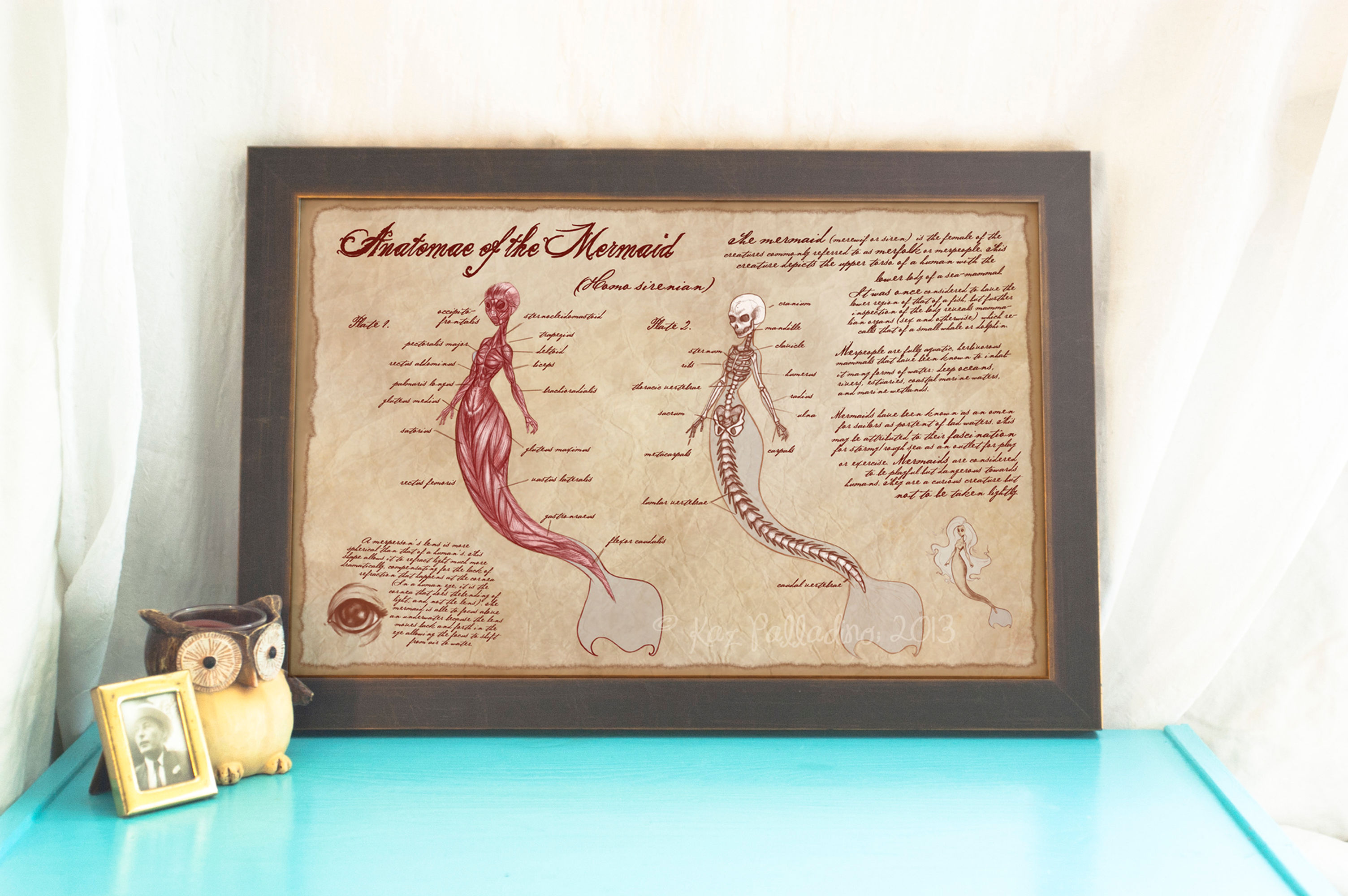 Anatomy of the Mermaid // Fantasy /Scientific Illustration/ Medical Art
