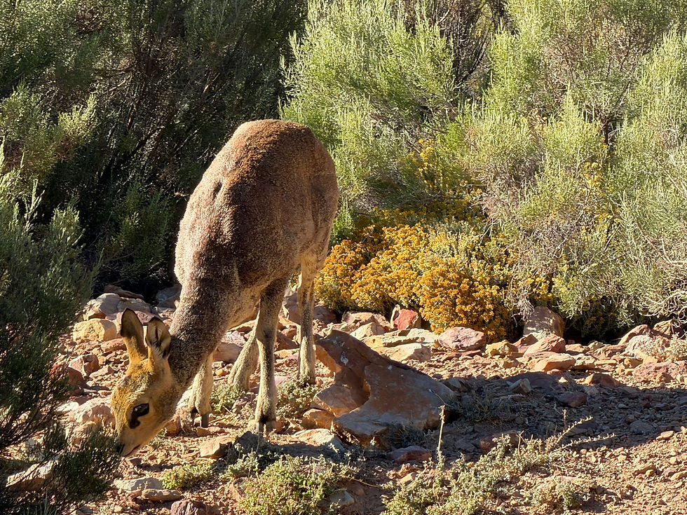 Klipspringers enjoying breakfast
