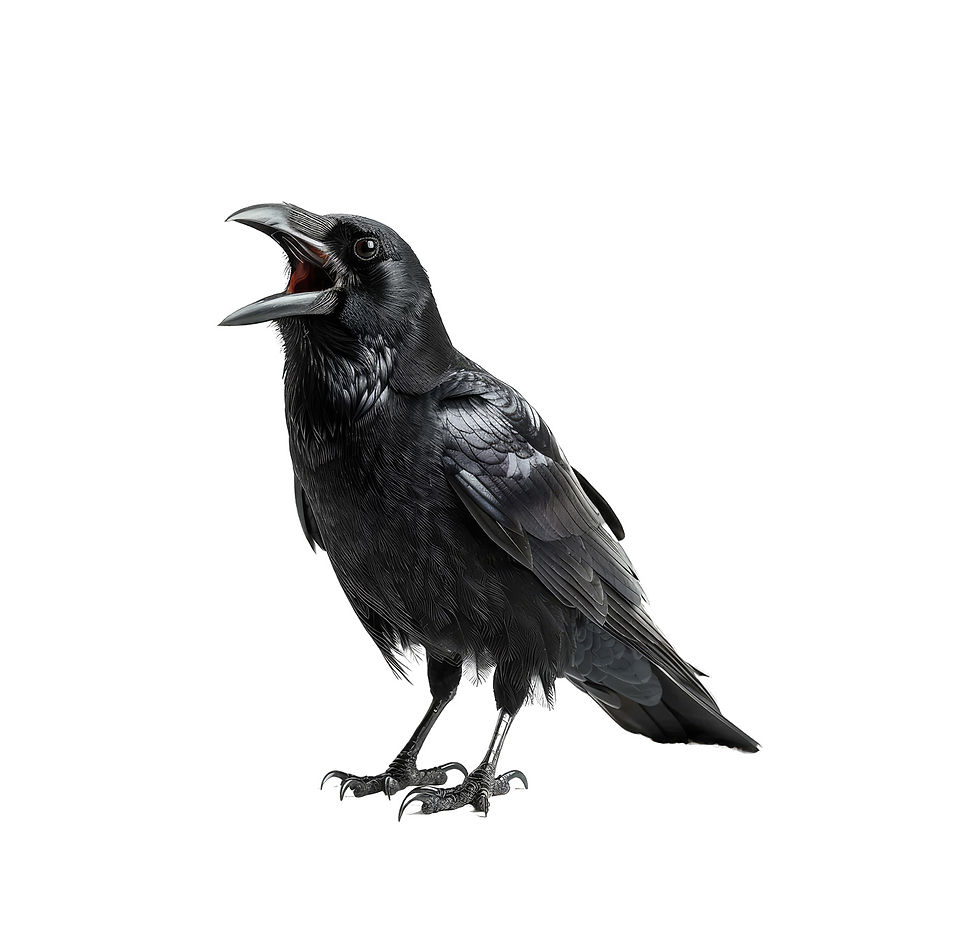 RavenSquawk-1400-AdobeStock_823545325_edited.jpg