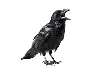 AI for Outdoor Brands: Transformative "Raven" Agents