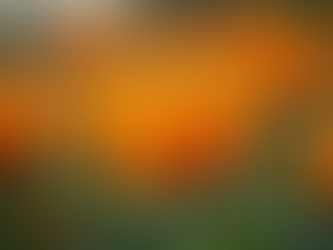 Calendula: From Ancient Remedies to Modern-Day Recipes and Healing Benefits