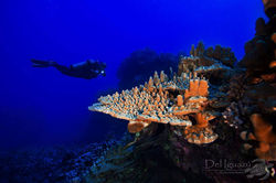 Luis Jorge Perez Suarez