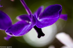 mariana Aguero-deSinaloa.jpg