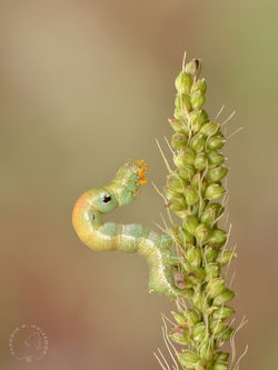 Claudia Andrea Huizenga8.jpg