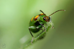 Marcelo Goyanes1.jpg