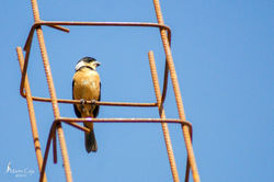 Jose Martin Ceja Medina