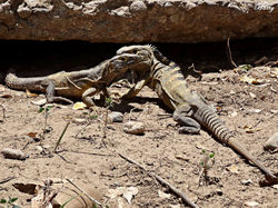 Jesús Antonio Lopez Gil