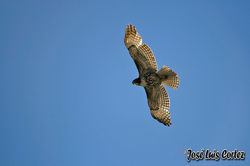Autor José Luis Cortez