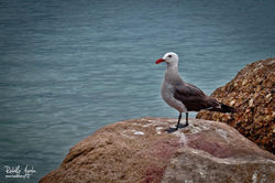 Rodolfo Ayala Aguirre