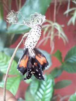 Rosa María Castañeda