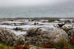 Bird_Burren